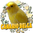 CANARIO BELGA CAMPAINHA LUTEUS Zeichen