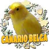 CANARIO BELGA CAMPAINHA LUTEUS icon