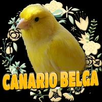 CANARIO BELGA CAMPAINHA LUTEUS پوسٹر