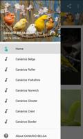 CANARIO BELGA CAMPAINHA LUTEUS screenshot 1