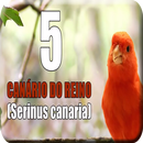 Canto do Canário da Terra APK