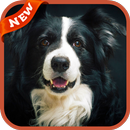 Collie Wallpaper APK