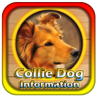 ikon Collie Dog Information