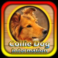 Collie Dog Information screenshot 2