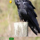 3D Ravens Slots - FREE ícone