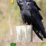 3D Ravens Slots - FREE icône