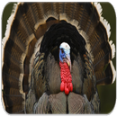 sonidos Turquía APK