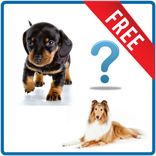 Quiz on breeds of dogs
