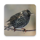 Common Starling Wallpaper ícone