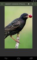 Common Starling Wallpaper Cartaz