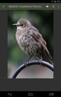 Common Starling Wallpaper imagem de tela 1