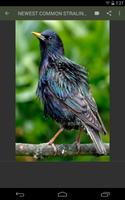 Common Starling Wallpaper imagem de tela 2