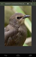 Common Starling Wallpaper imagem de tela 3