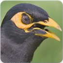 Common Myna Call : Common Myna Talking-APK