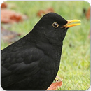 Common Blackbird Call : Common Blackbird Song APK