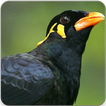 Hill Myna Bird Call : Common Hill Mynah Bird Sound