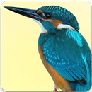 Common Kingfisher Sound : Common Kingfisher Song APK