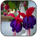 flowers APK