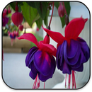 fleurs APK