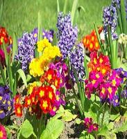flowers ảnh chụp màn hình 1
