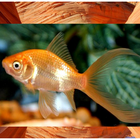 Icona comet goldfish ideas