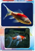 2 Schermata comet goldfish ideas