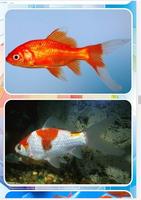 3 Schermata comet goldfish ideas