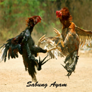 Video Sabung Ayam - Apps APK