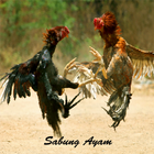 Video Sabung Ayam আইকন