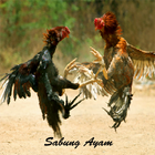 Video Sabung Ayam アイコン