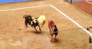 Video Sabung Ayam پوسٹر