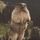 Marmotte de la peur icône