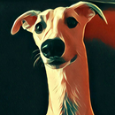 Whippet Runner APK