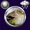 鸟时钟和天气部件 APK