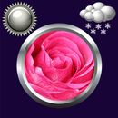 玫瑰时钟和天气部件 APK