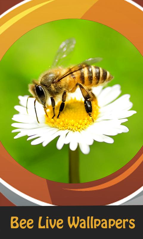 Descarga de APK de fondos de pantalla de abejas para Android