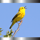 Bird Ringtones APK
