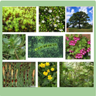 Medicinal Herbs  And Plants icône