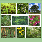 Medicinal Herbs  And Plants 图标