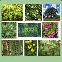 Medicinal Herbs  And Plants постер