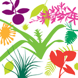 Naples Botanical Garden