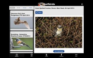 Surfbirds capture d'écran 2