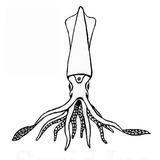 Squid Inc icono