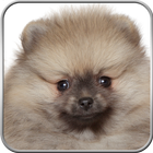 Pomeranian+ icon