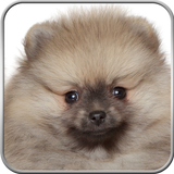 Pomeranian+ icon
