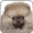 Pomeranian+ icône