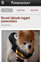 Pomeranian+ ảnh chụp màn hình 3