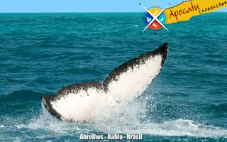 Apecatú Expedições - Abrolhos-poster