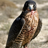 الصقور Zeichen