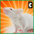 City Mouse Simulator